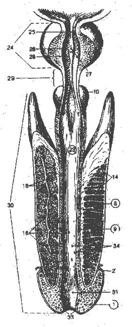 Pars intramuralis. Перепончатая уретра. Перепончатая уретра. Перепончатая уретра. Перепончатая уретра.